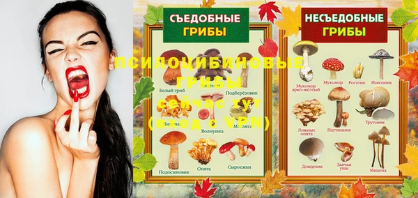 стаф Алзамай